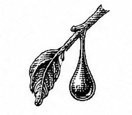 peppermint