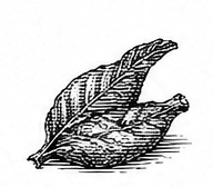 tobacco
